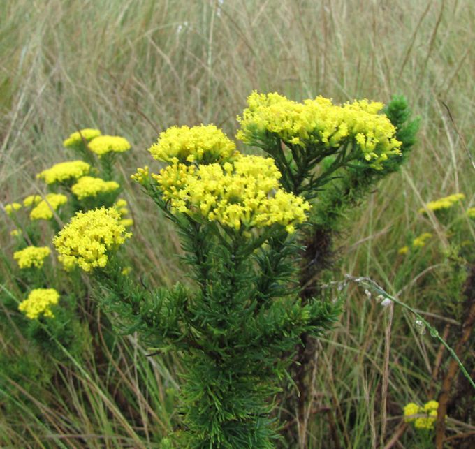 Phymaspermum